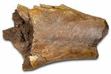 Fossil Hadrosaur Tibia Bone Section - Wyoming #381173-1